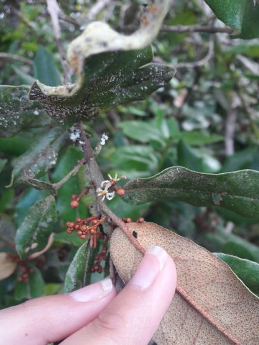 Olivillo (Aextoxicon punctatum)