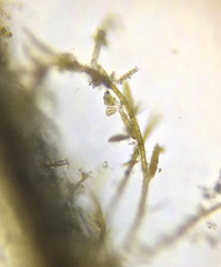 Ectocarpales