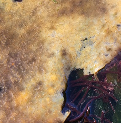 Ectocarpales