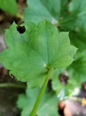 Heuchera alba