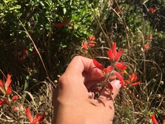 Castilleja subinclusa
