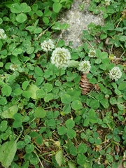 Trifolium repens