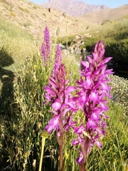 Dactylorhiza elata
