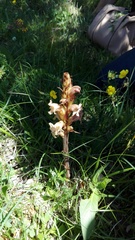 Orobanche lutea