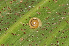Helicarionidae