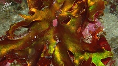 Halichrysis depressa