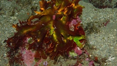 Halichrysis depressa