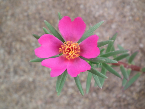 Portulaca pilosa