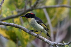 Myzomela jugularis