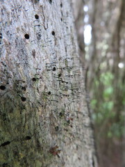 Chaenotheca stemonea