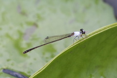 Agriocnemis exsudans