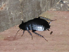 Melanozosteria nitida