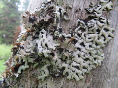 Hypogymnia rugosa