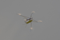 Limnogonus