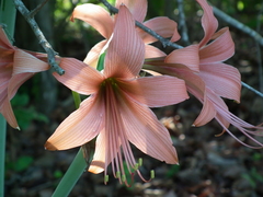 Hippeastrum stylosum