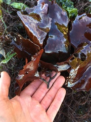 Constantinea subulifera