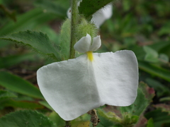Pombalia calceolaria