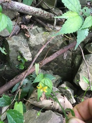 Lysimachia capillipes