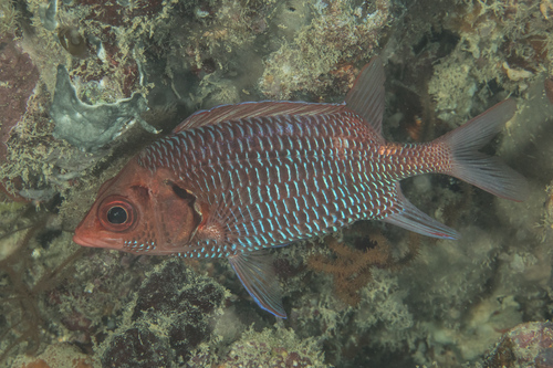 Redface squirrelfish (Sargocentron violaceum) — Holocentridae — 5