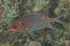 Sargocentron violaceum