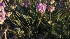 Astragalus laxmannii robustior