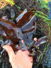 Constantinea subulifera