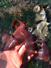 Constantinea subulifera