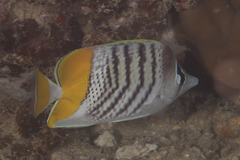 Chaetodon mertensii