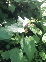 Lamium maculatum
