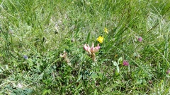 Astragalus monspessulanus
