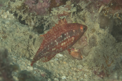 Oxycheilinus bimaculatus