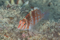 Cirrhitichthys falco