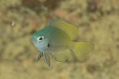 Pomacentrus nigromarginatus