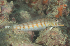 Parapercis clathrata
