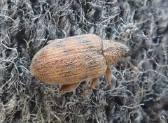 Orchestes steppensis