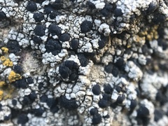 Lecidella carpathica