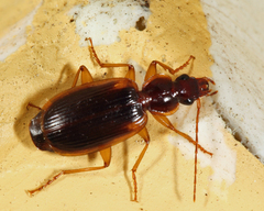 Cymindis limbata