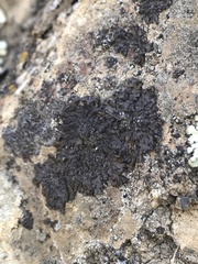 Melanohalea elegantula