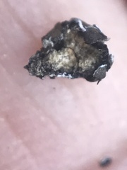 Melanohalea elegantula