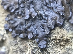 Melanohalea elegantula