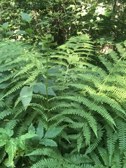 Athyrium filix-femina