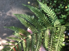Athyrium filix-femina