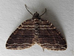 Anticlea multiferata