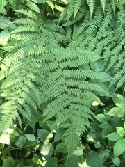 Athyrium filix-femina