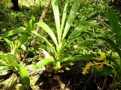 Mormodes maculata unicolor