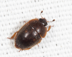 Amphicrossus ciliatus