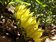 Mormodes maculata unicolor