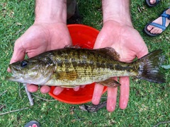 Micropterus treculii