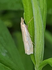 Crambus saltuellus