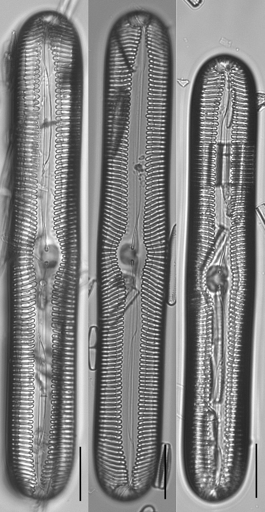 Pinnularia streptoraphe